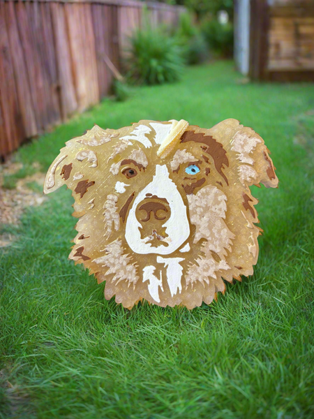Australian Shepherd