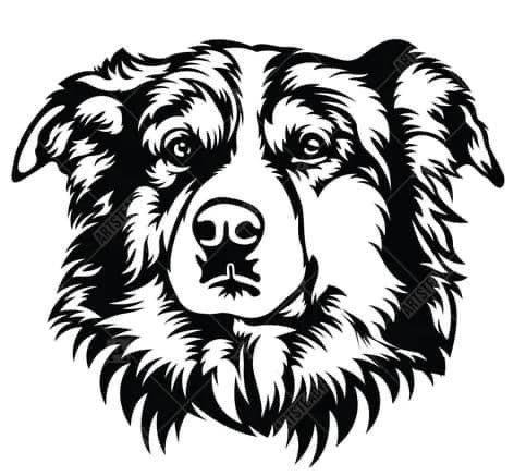Australian Shepherd